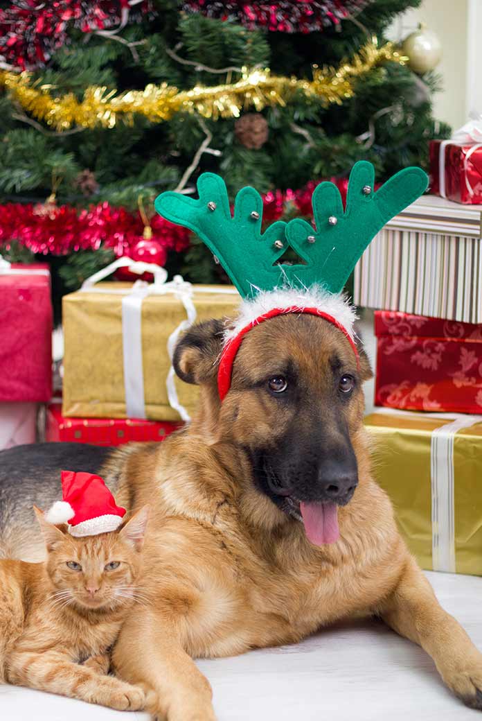 Sheltie on porch with pumpkin