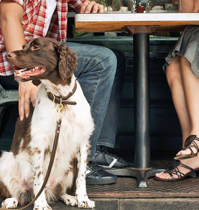 Portable Dog Bowl with Water