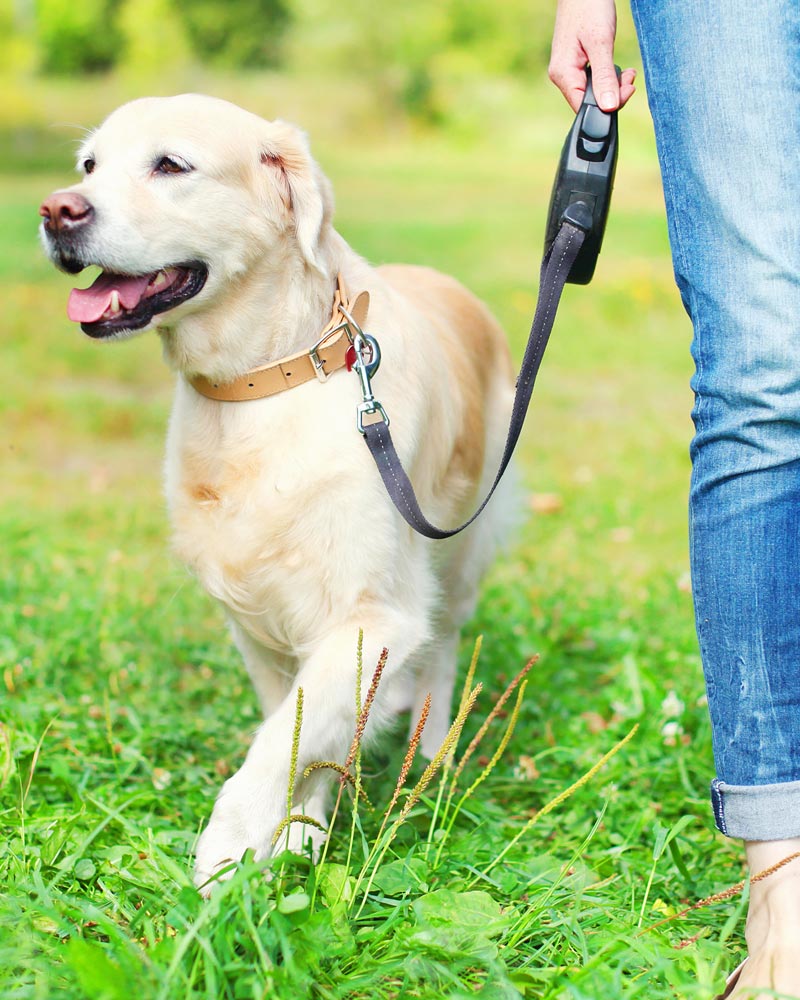 Woman Walking Dog