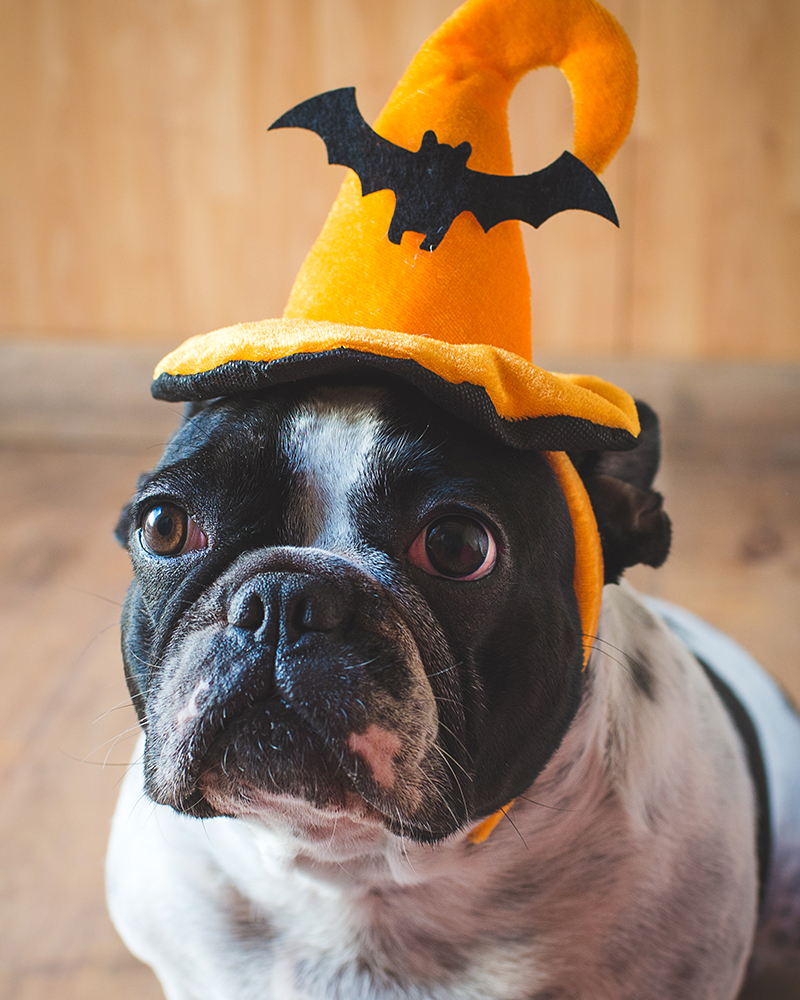 Halloween Dog with costume hat on