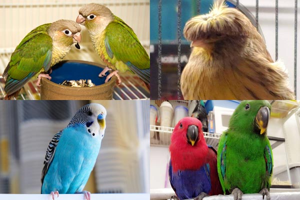Photos of Parakeet, Green Quaker Parrots, Mophead Canary, and Ecletus Pair