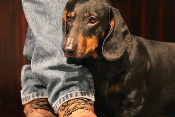 Dachshund with owner