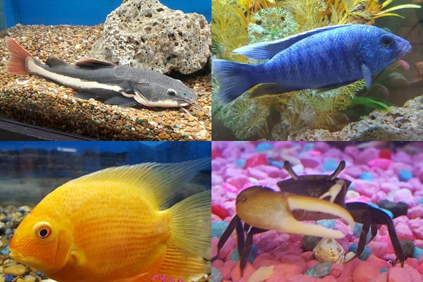 Photos of Red Tail Catfish, Blue Ahli Peacock, Red Spot Severum, and Fresh Water Crab