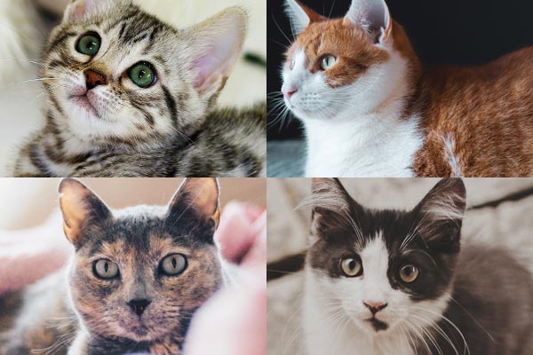 Adoption Kitten Photos