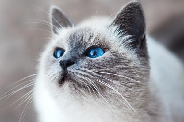 Siamese Cat Photo