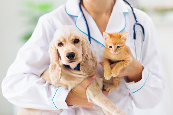 Dog and Kitten with Veterinarian
