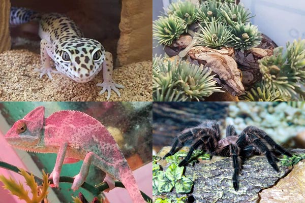 Photos of Skink, Snake, Chameleon, and Tarantula