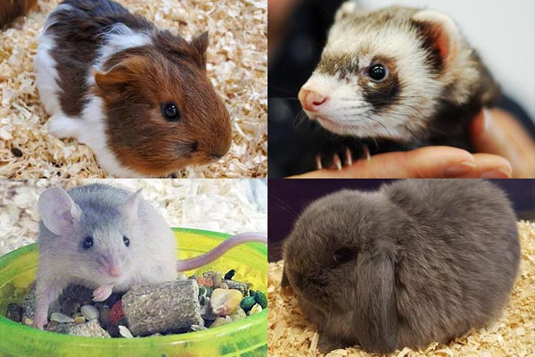 Photos of Bunny, Mouse, Guinea Pig, and Ferret