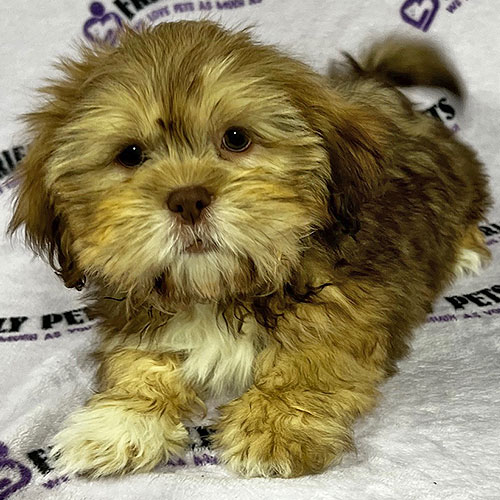 Lhasa Apso Puppy