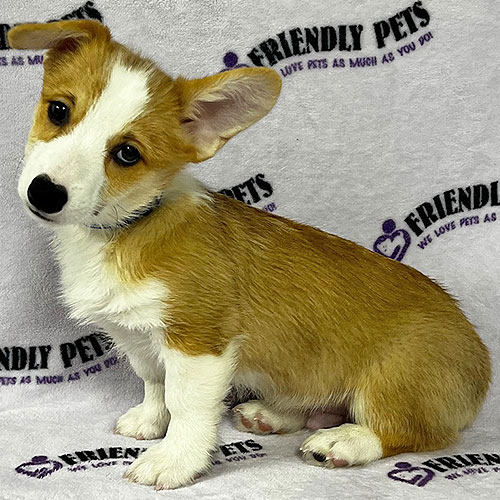 Pembroke Welsh Corgi Puppy