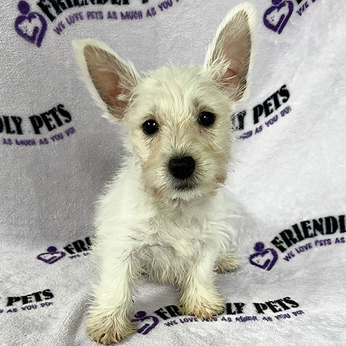 Westie Puppy