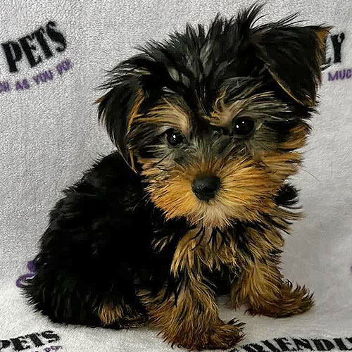 Yorkie Puppy