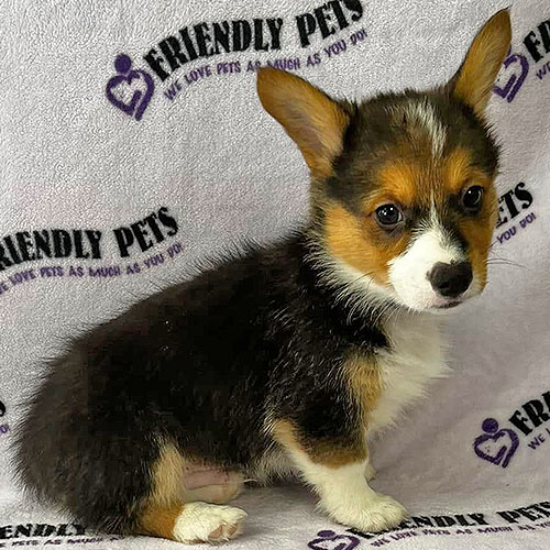 Pembroke Welsh Corgi Puppy