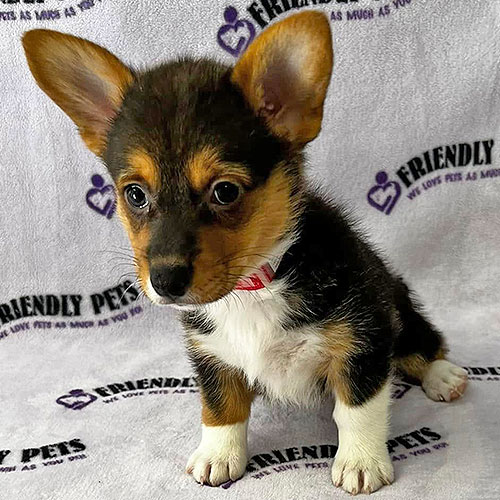 Pembroke Welsh Corgi Puppy