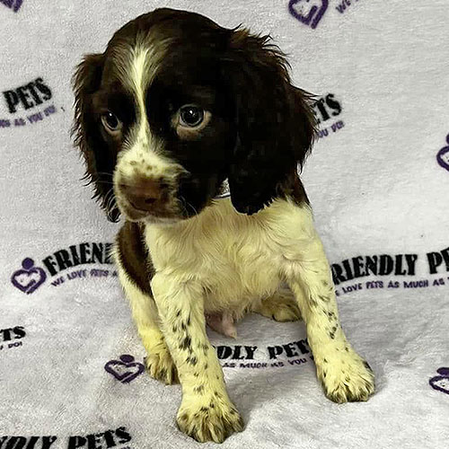 English Springer Spaniel Puppy