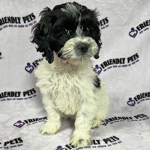 Cockapoo Puppy