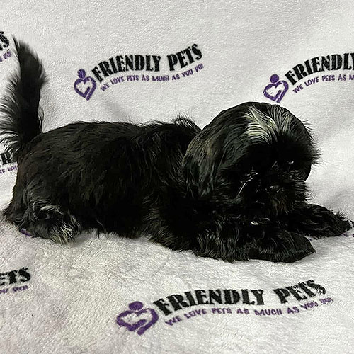 Shih Tzu Puppy