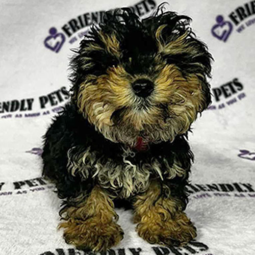 Yorkiepoo Puppy