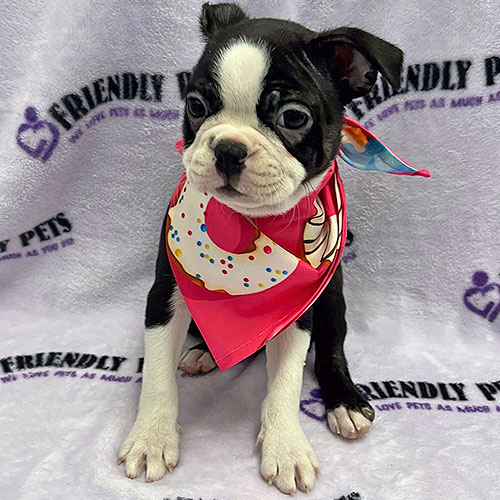 Boston Puppy