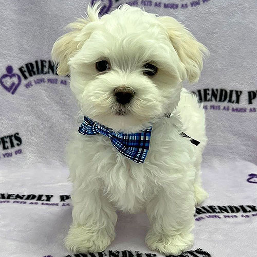 Maltese Puppy