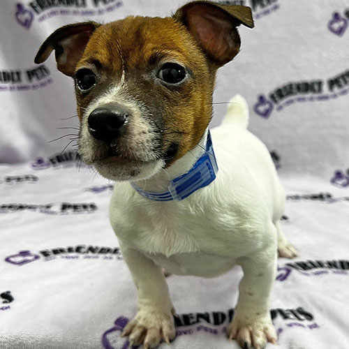 Jack Russell Puppy