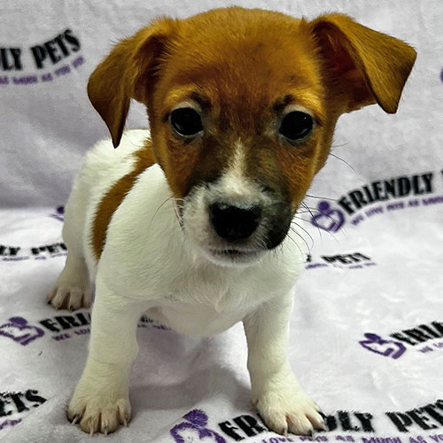 Jack Russell Puppy