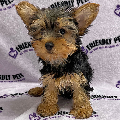 Yorkie Puppy