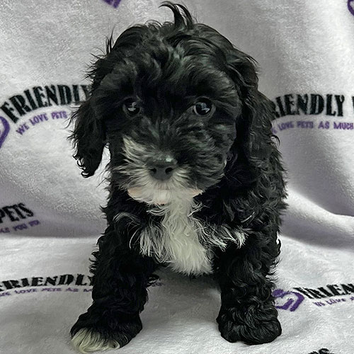 Yorkiepoo Puppy