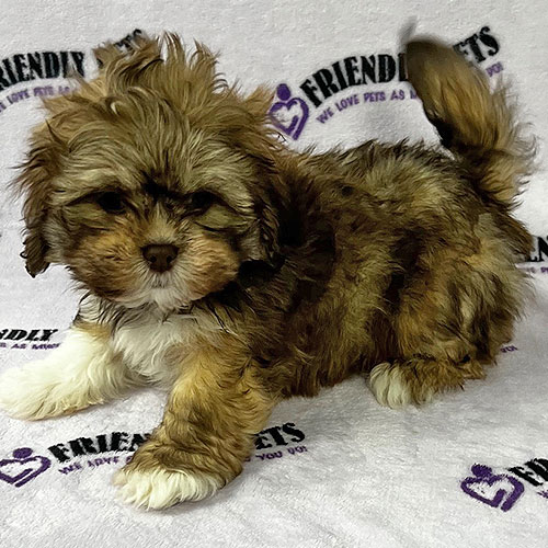 Lhasa Apso Puppy