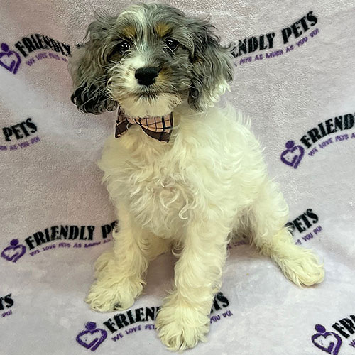 Cockapoo Puppy