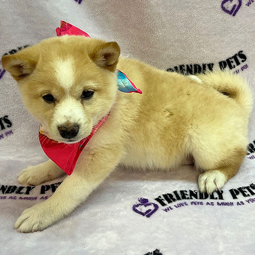 Shiba Inu Puppy