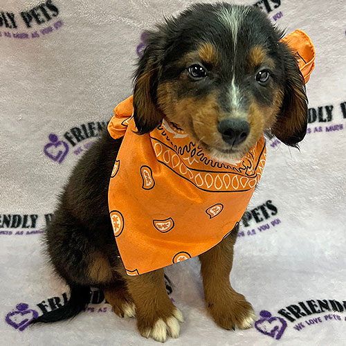 Golden Borderdoodle Puppy