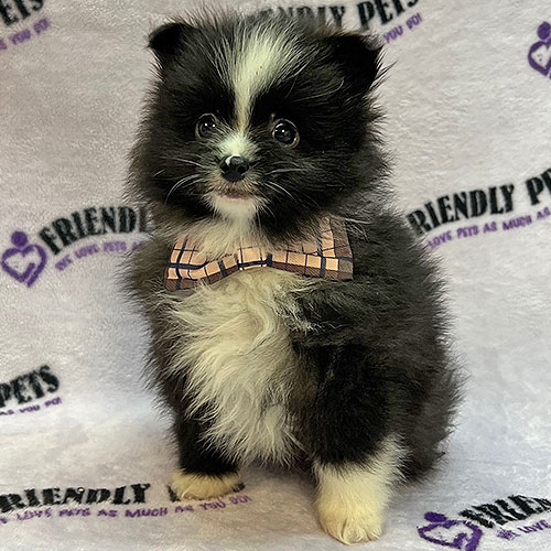Pomeranian Puppy