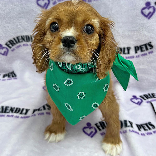Cavalier Puppy