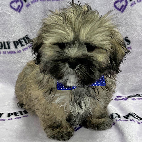 Lhasa Apso Puppy