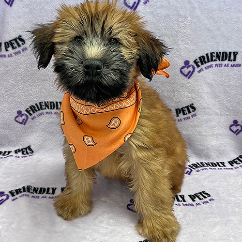 Soft Coated Wheaten Puppy