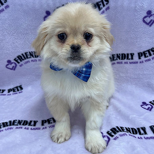 Pekingese Puppy