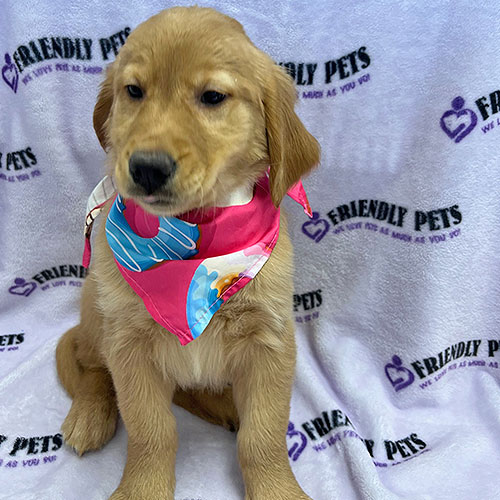 Golden Retriever Puppy