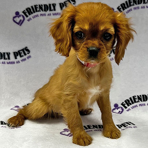 Cavalier King Charles Puppy