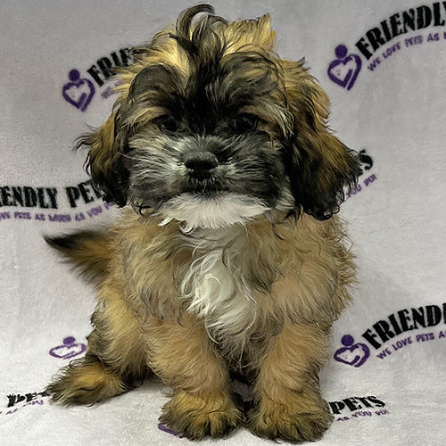 Shihpoo Puppy