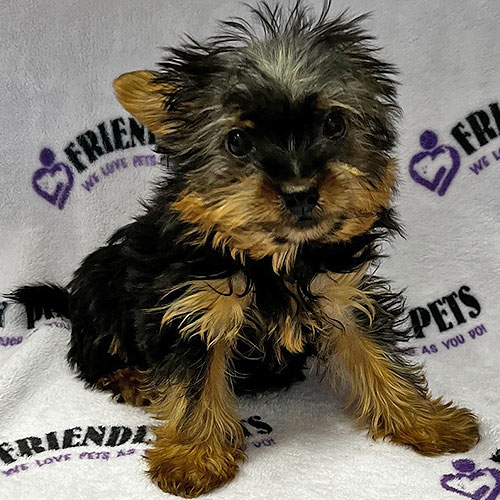 Morkie Puppy