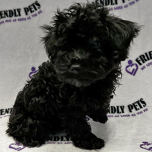 Yorkiepoo Puppy