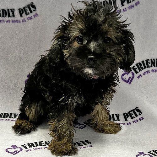 Yorkiepoo Puppy