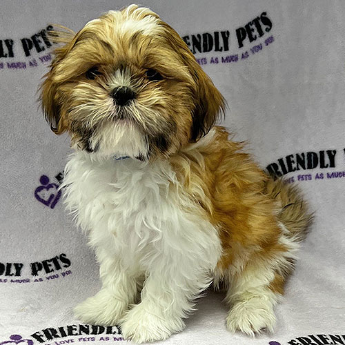 Shih Tzu Puppy