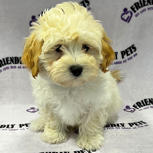 Maltipoo Puppy