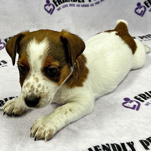 Jack Russell Puppy