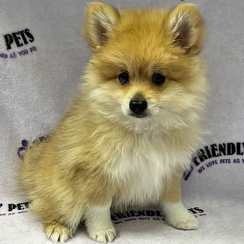 Pomeranian Puppy