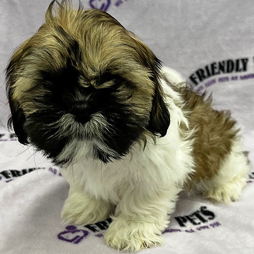 Shih Tzu Puppy