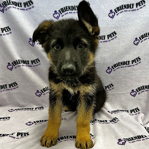 German Shepherd Puppy