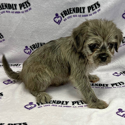 Pugglepoo Puppy